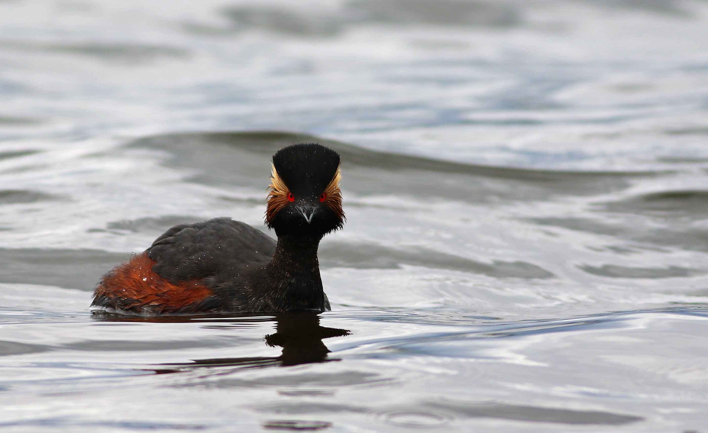 Eared Grebe